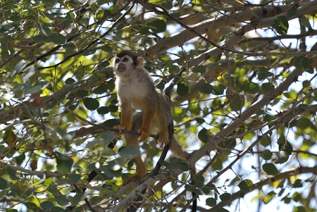 March 17, 2013<br>Nikon V1 with Nikon 70-200F2.8 VR II at the Phoenix Zoo.<br>